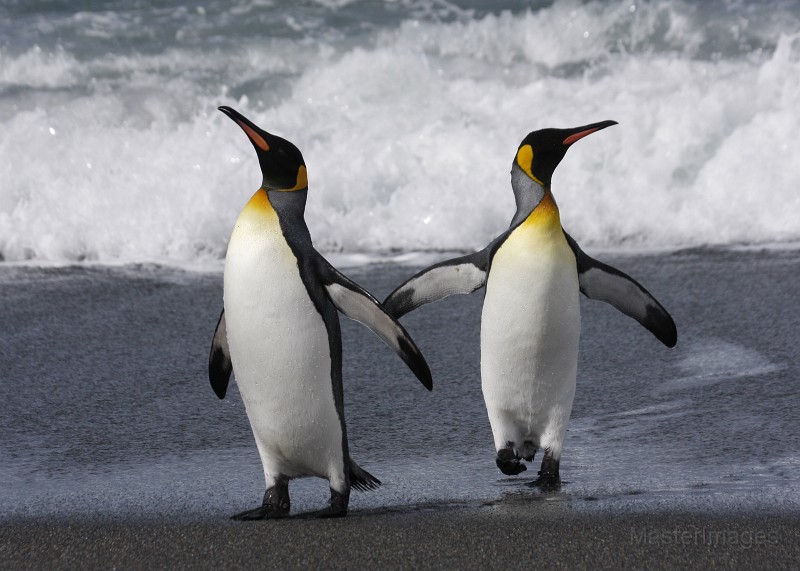 large cuddly penguin
